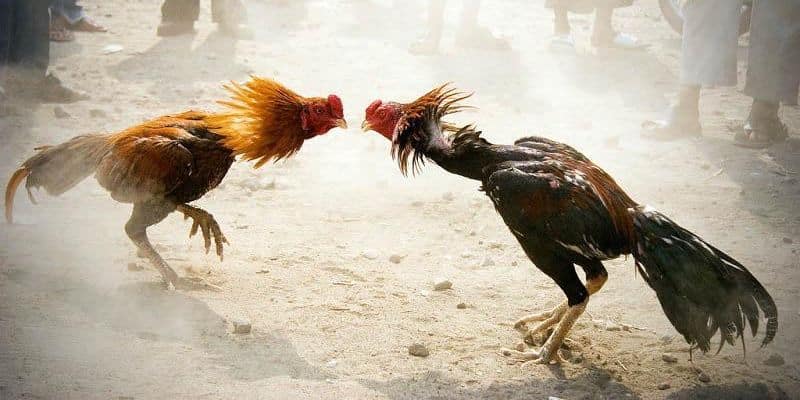 Tính năng phát trực tiếp đá gà C1